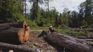 Best Root Management and Removal  in West Richland, WA
