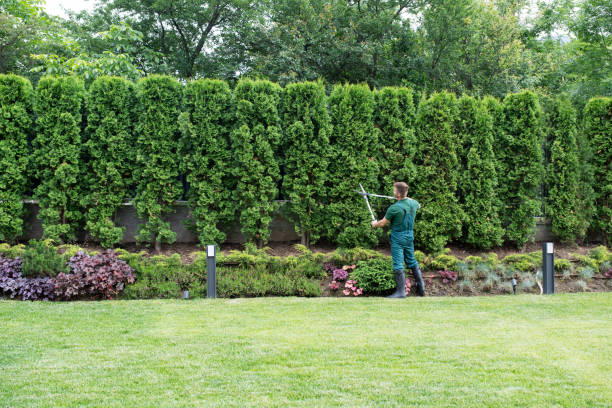 Professional Tree Removal in West Richland, WA