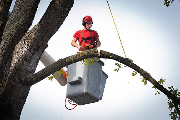 Best Tree and Shrub Care  in West Richland, WA