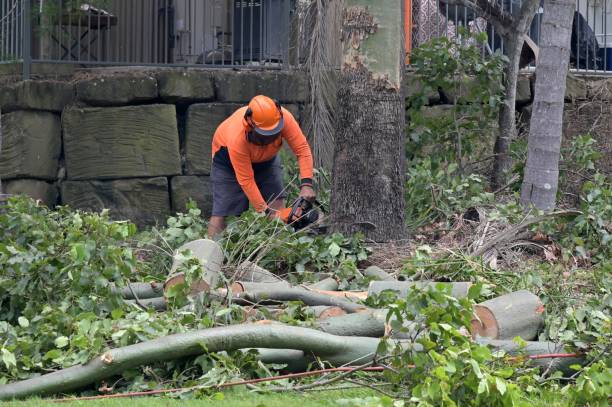  West Richland, WA Tree Removal Pros