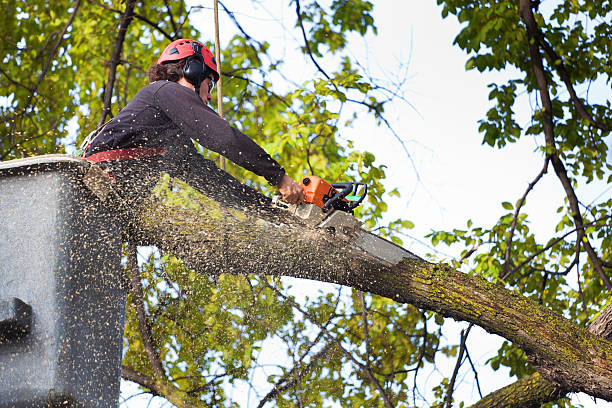Best Arborist Consultation Services  in West Richland, WA