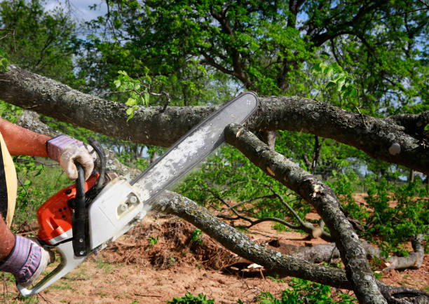 Best Tree Preservation Services  in West Richland, WA